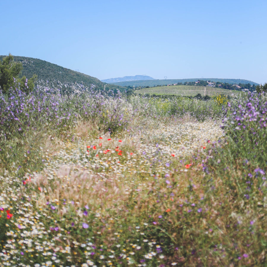 Sentier7